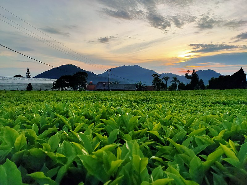 Berkas:Ciputri teh.jpg