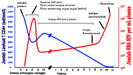 Grafik hubungan antara jumlah HIV dan jumlah CD4 pada rata-rata infeksi HIV yang tidak ditangani. Keadaan penyakit dapat bervariasi tiap orang.                      jumlah limfosit T CD4+ (sel/mm³)                      jumlah RNA HIV per mL plasma