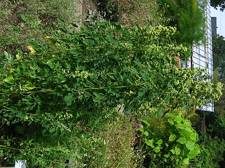 Berkas:Quinoa habitus.jpg