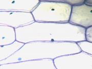 Sel selaput penyusun umbi bawang bombay (Allium cepa). Tampak dinding sel dan inti sel (berupa noktah di dalam setiap 'ruang'). Perbesaran 400 kali.