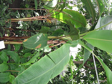 Berkas:Pisang manila.jpg