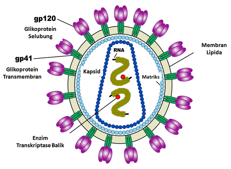 Berkas:Struktur HIV.png