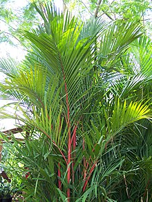 220px-Palm_Merah.JPG