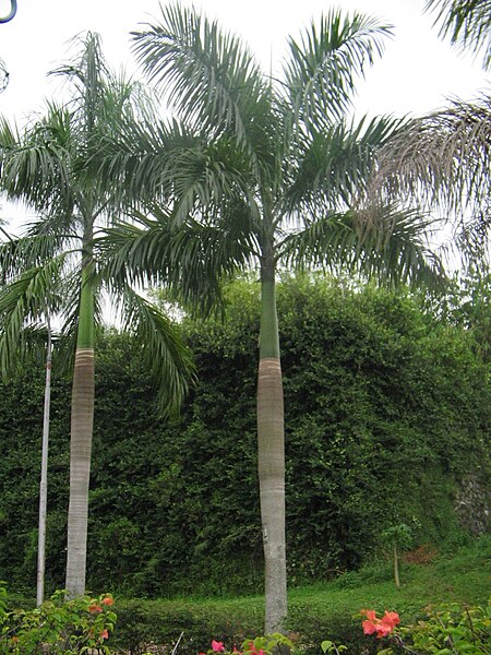 Berkas:Palm Raja.JPG