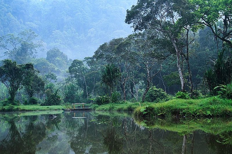 Berkas:Hutan urug.jpeg