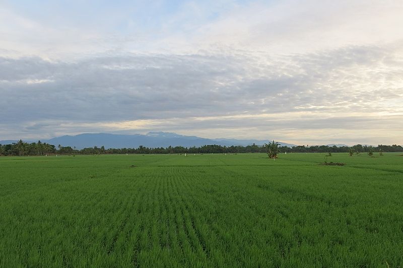 Berkas:Hamparan sawah di Desa Kalosi Kecamatan Duapitue.jpg