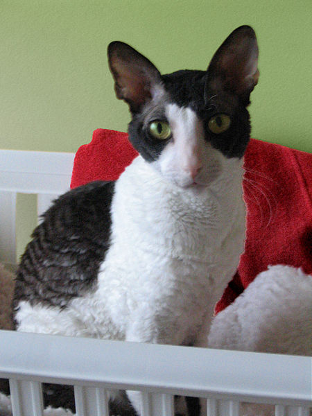 Berkas:Harlequin CornishRex 2003.JPG