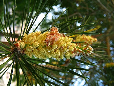 Berkas:Pinus jantan.jpg