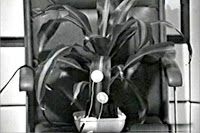 File:La dracena de La traccia verde.jpg