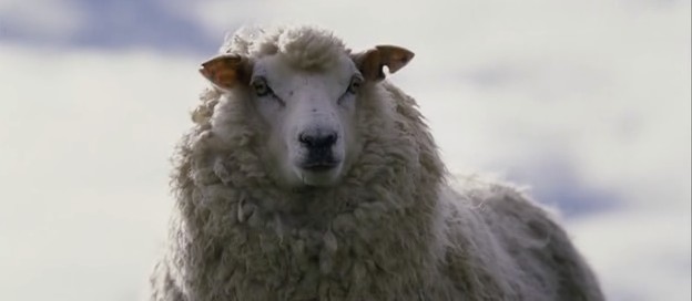 File:Blacksheep03.jpg