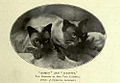 Romeo e Juliette di proprietà di Vary Campbell; gatti Siamesi dei primi del Novecento di colore seal point