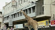 Miniatura per Giraffada