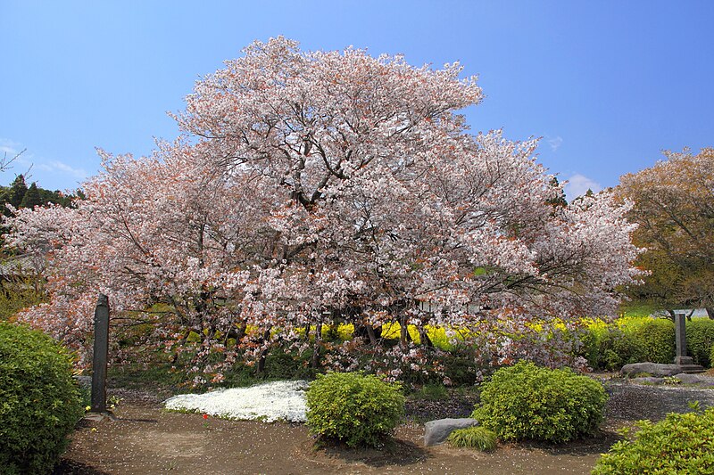 ファイル:Fujinomiya Kariyado-no-Gebazakura Front 1.JPG