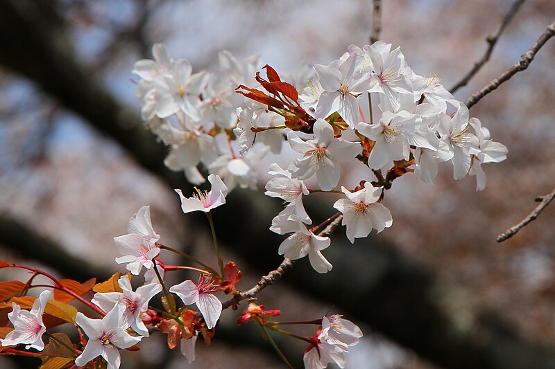 ファイル:Fujinomiya Blossom Of Kariyado-no-Gebazakura 1.JPG