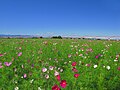 荒川水管橋とコスモス