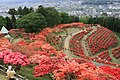 2011年5月7日 (土) 16:05時点における版のサムネイル