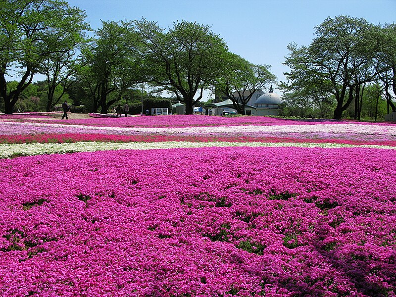 ファイル:Tatebayashi Yachonomori Garden Shibazakuragarden 1.JPG