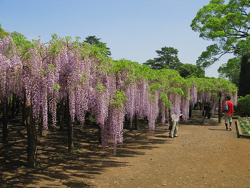 ファイル:Kasukabe Wisteria Of Ushijima 1.JPG