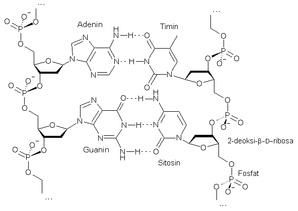 Barkas:DNA As Structure Formula (Indonesian).PNG