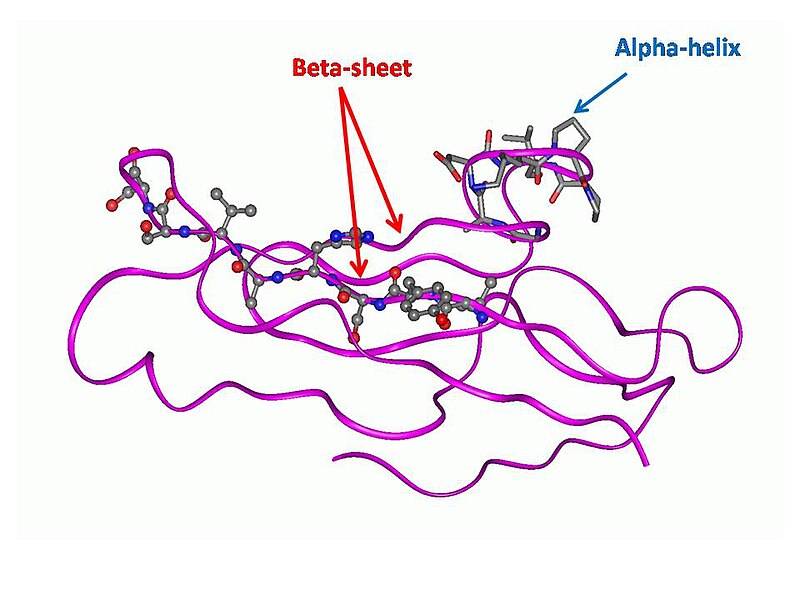 Barkas:Protein Structure.jpg