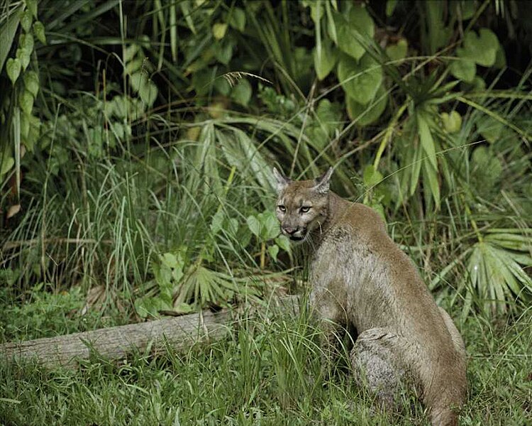 Barkas:Puma cat.jpg