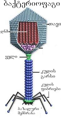 ფაილი:ბაქტერიოფაგი.jpg
