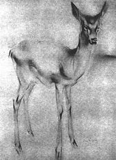 ფაილი:170px-Princess Juliana's deer.jpg