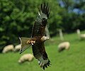 ე.წ. წითელი ძერა (red kite), რომელიც მსხვერპლზე თავდასასხმელად ემზადება. ძერა არის დიდი მტაცებელი ფრინველი, რომელსაც გრძელი ფრთები და გაშლილი კუდი აქვს.