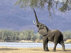 Elephant ethiopia.jpg