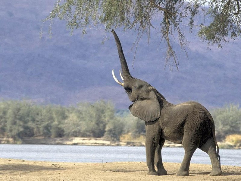 ფაილი:Elephant ethiopia.jpg