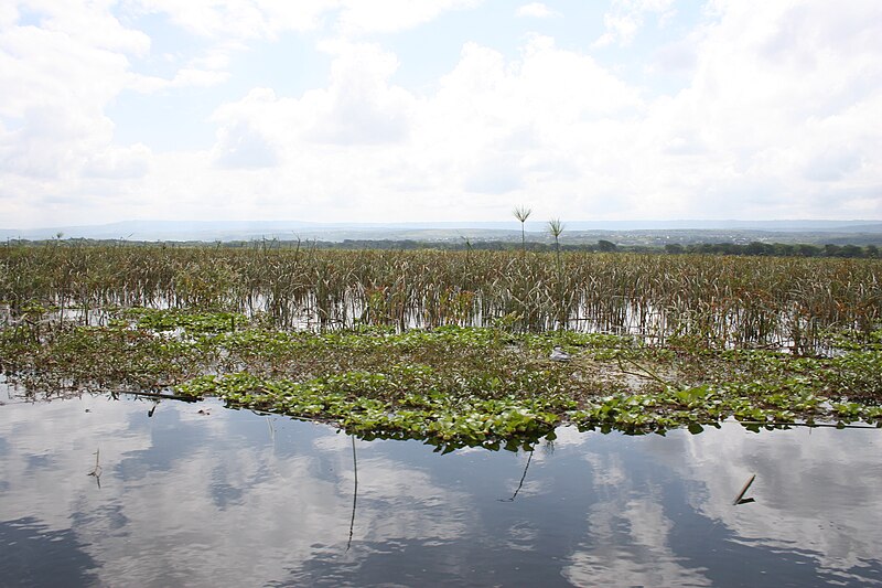 ფაილი:Lake Naivasha Swamp.JPG