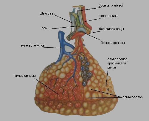 Сурет:Бронхиола123.jpg