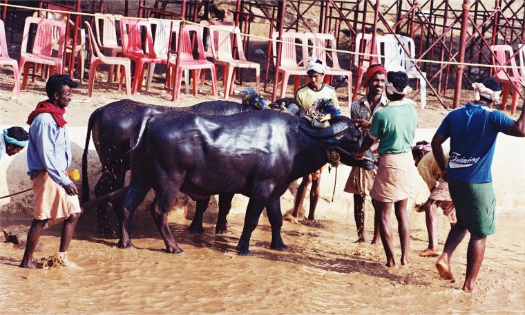 ಚಿತ್ರ:Kambala Winners.jpg