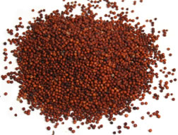 ಚಿತ್ರ:Ragi.jpg