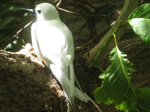 파일:Whitetern.jpg