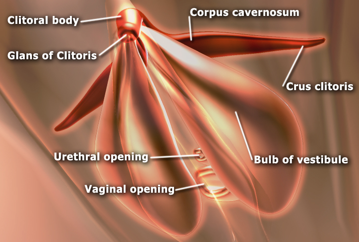 파일:EdSim Clitoris anatomy.jpg