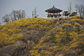 Seoul-Mount Eungbong in Spring-03