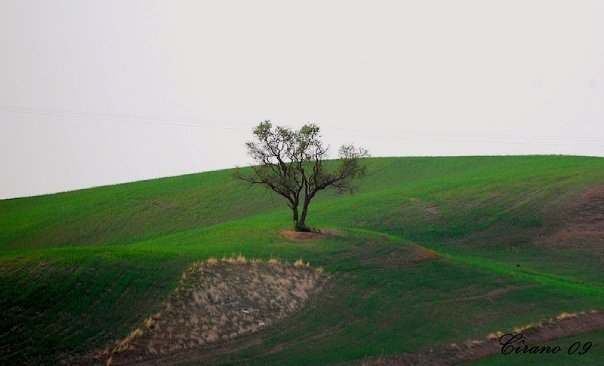 Wêne:Rezikê Kalo.jpg