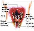 10:40, 27 июль 2012 -дагы версиясы үчүн кичирейтилген сүрөтү