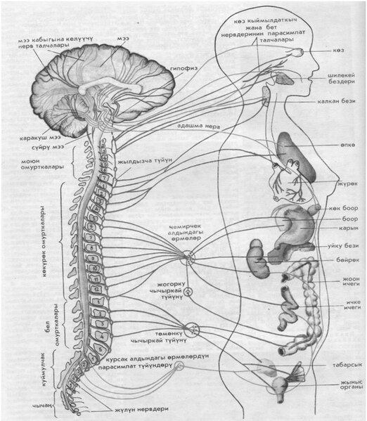 Файл:Вегетатив нерв системасы.jpg