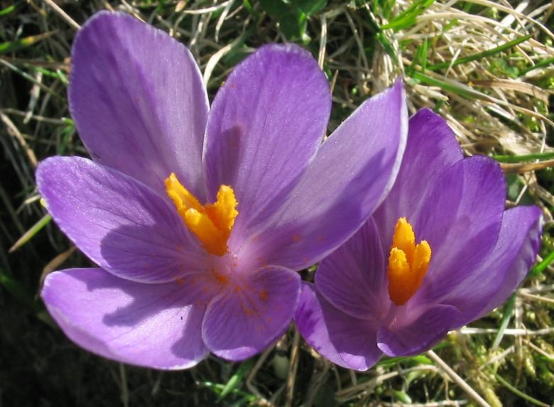 Archivi:Crocus albiflorus-1-.jpg