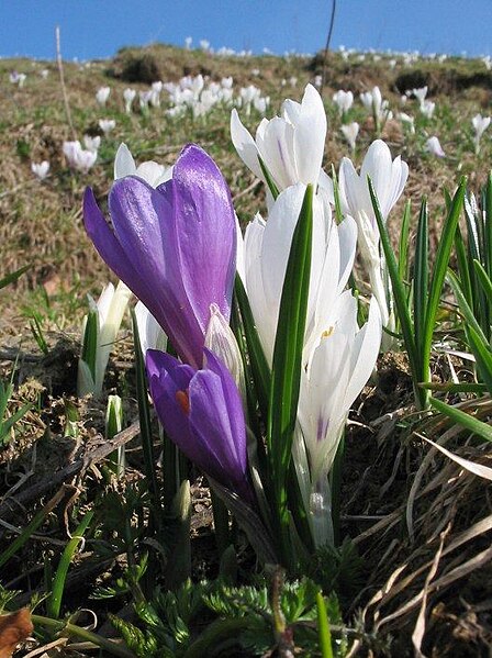 Archivi:Crocus albiflorus-2-.jpg