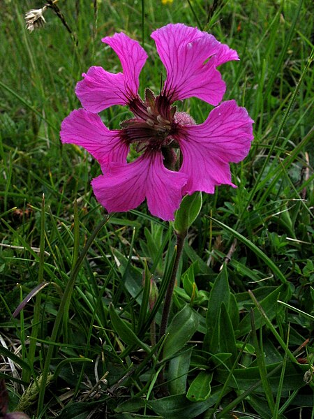 Archivi:Silene elisabethae - img 2879.jpg