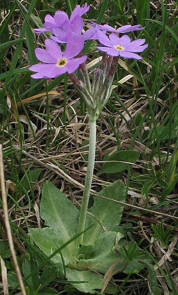 Archivi:23-Primula farinosa - img 1609.jpg