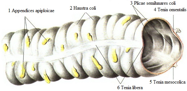 Vaizdas:Akloji zarna 2.jpg