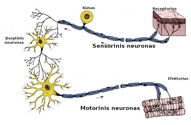 Vaizdas:I10-40-nerve.jpg