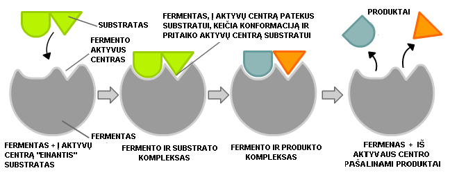 Vaizdas:Fermento veikimas.png