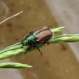 Vaizdas:Phyllopertha horticola.jpg