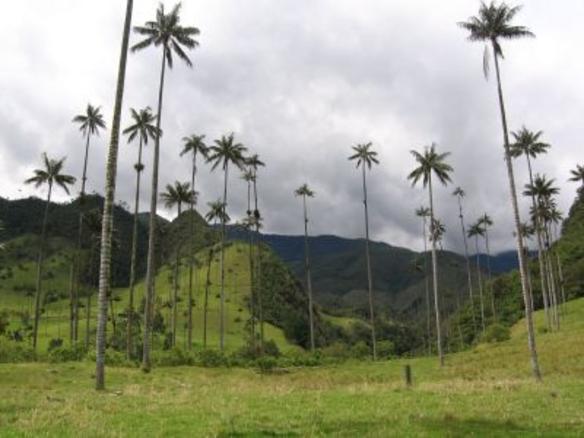 Vaizdas:Valley of Cocora.jpg