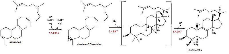 Vaizdas:Lanosterolio susidarymas.jpg